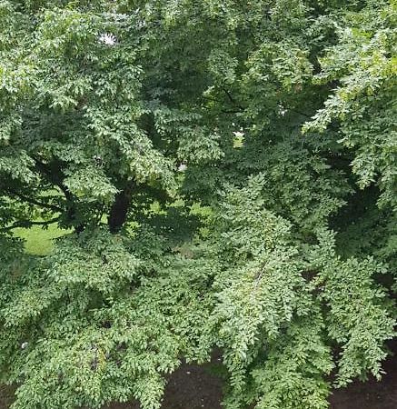 Orhideja Osijek Apartment Bagian luar foto