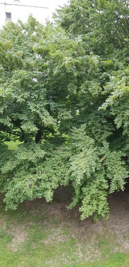 Orhideja Osijek Apartment Bagian luar foto